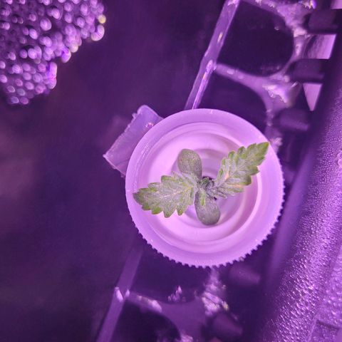 Kenzy growlog timeline photo