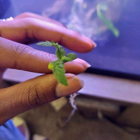 Kenzy growlog timeline photo