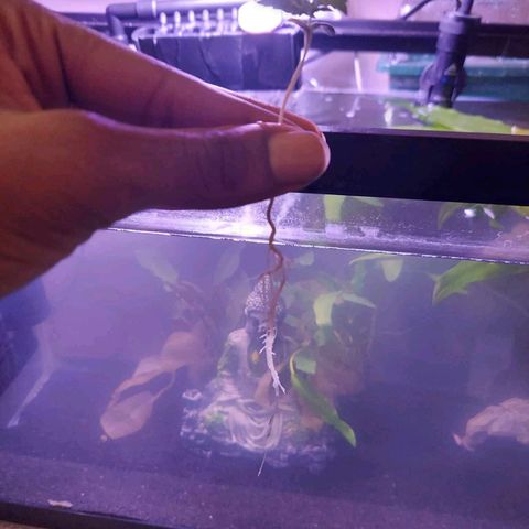 Kenzy growlog timeline photo
