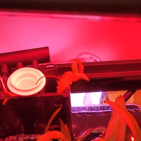 Kenzy growlog photo: Plant seems to be getting thinner there's no support I'll find a better solution 