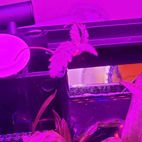 Kenzy growlog photo: Plant seems to be getting thinner there's no support I'll find a better solution 