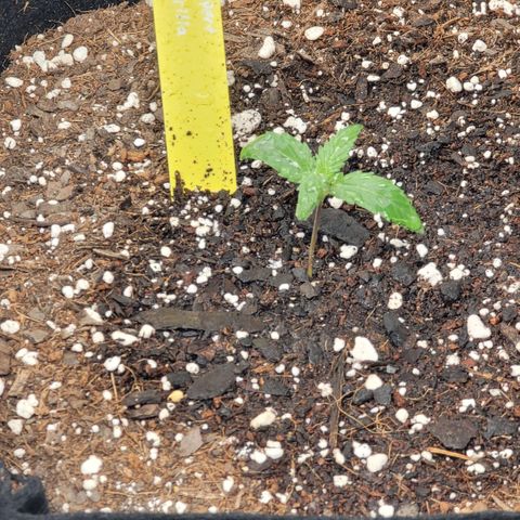 Expert Gorilla  growlog timeline photo