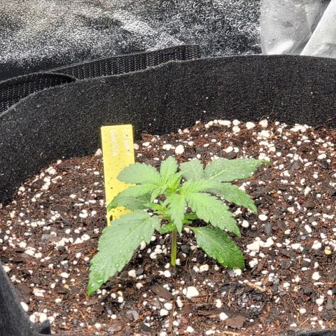 Expert Gorilla  growlog timeline photo
