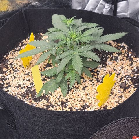 Expert Gorilla  growlog timeline photo