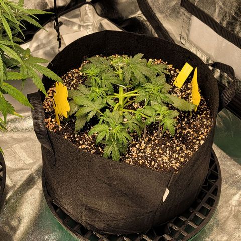 Expert Gorilla  growlog timeline photo