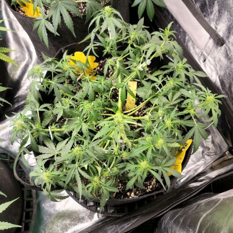 Expert Gorilla  growlog timeline photo
