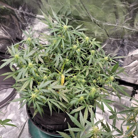 Expert Gorilla  growlog timeline photo