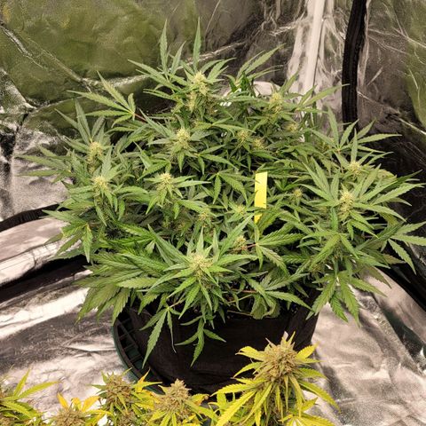 Expert Gorilla  growlog timeline photo