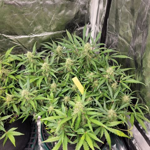 Expert Gorilla  growlog timeline photo