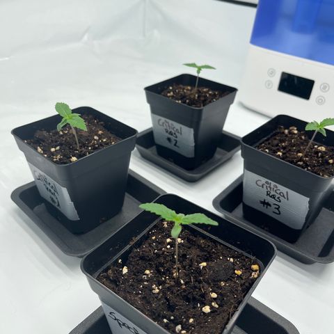 Special Kush #1 growlog photo: c1 am Aan halen, bessi no lenks hänkent