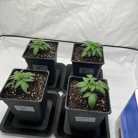 Special Kush #1 growlog timeline photo
