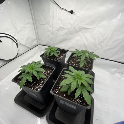 Special Kush #1 growlog photo: V1D3