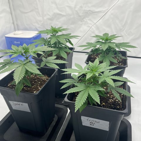 Special Kush #1 growlog timeline photo