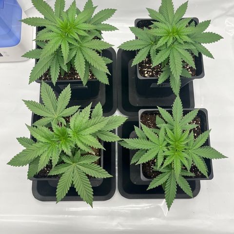 Special Kush #1 growlog timeline photo
