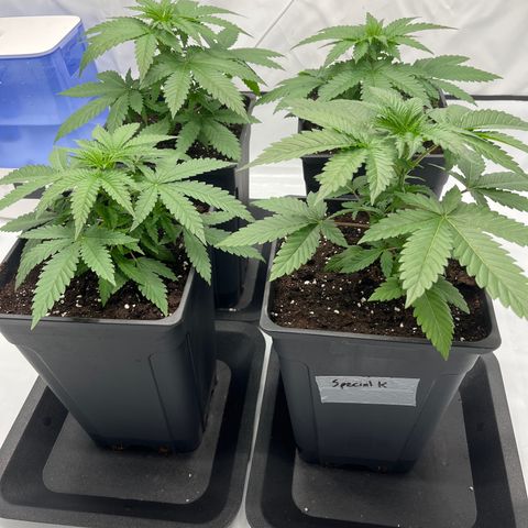Special Kush #1 growlog timeline photo