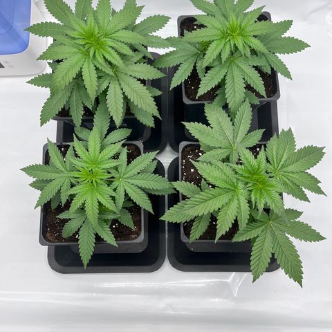Special Kush #1 growlog timeline photo