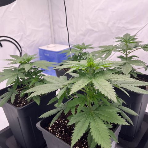 Special Kush #1 growlog photo: 25* and 60%