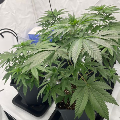 Special Kush #1 growlog timeline photo
