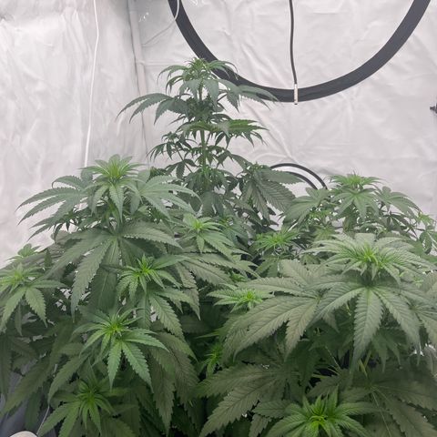 Special Kush #1 growlog timeline photo