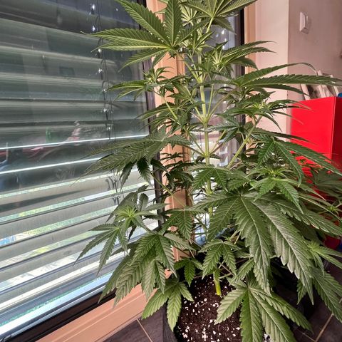 Special Kush #1 growlog timeline photo