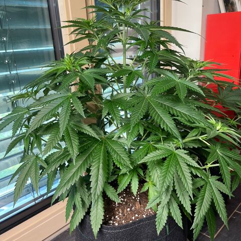 Special Kush #1 growlog timeline photo