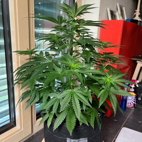 Special Kush #1 growlog timeline photo