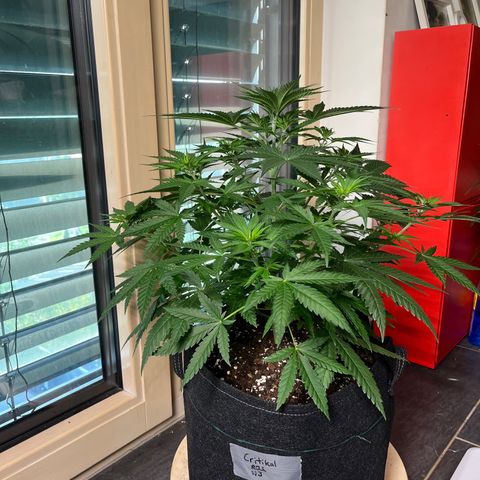 Special Kush #1 growlog timeline photo
