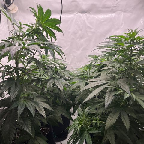 Special Kush #1 growlog timeline photo
