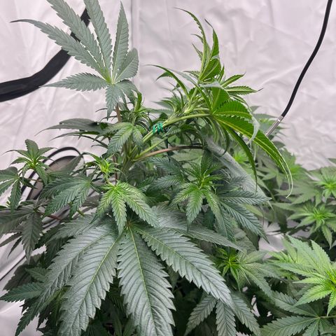 Special Kush #1 growlog timeline photo