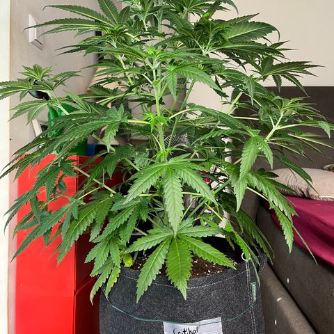 Special Kush #1 growlog timeline photo