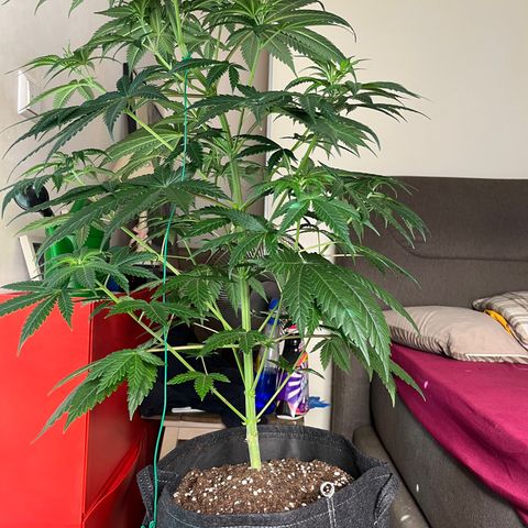 Special Kush #1 growlog timeline photo