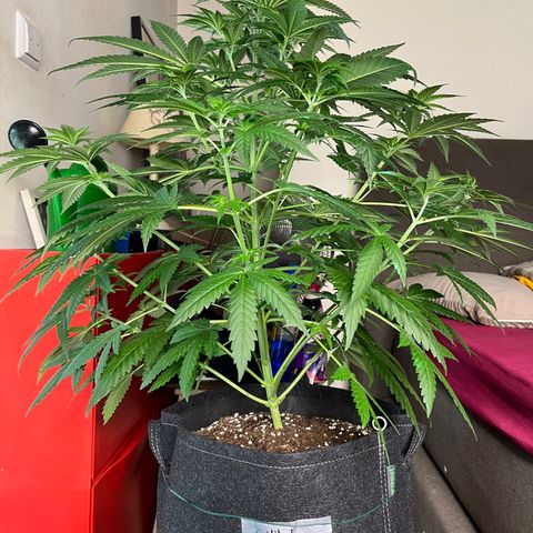 Special Kush #1 growlog timeline photo