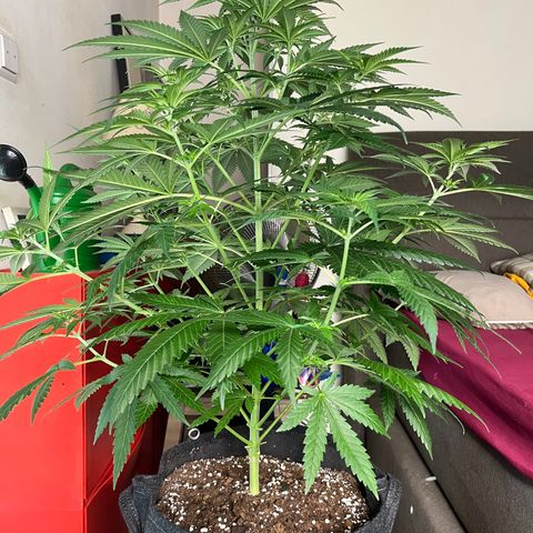 Special Kush #1 growlog timeline photo