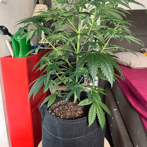 Special Kush #1 growlog timeline photo