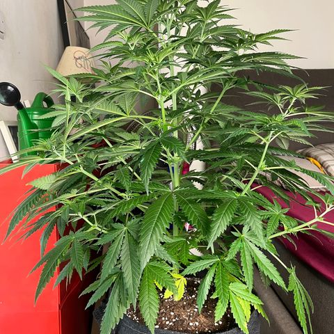 Special Kush #1 growlog timeline photo