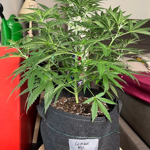 Special Kush #1 growlog timeline photo