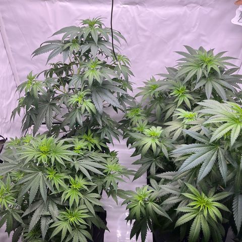 Special Kush #1 growlog timeline photo