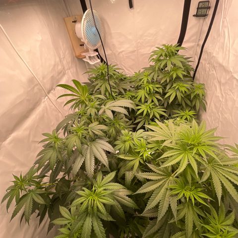 Special Kush #1 growlog timeline photo