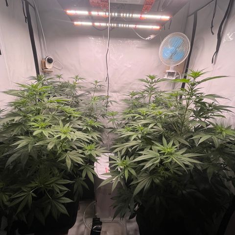 Special Kush #1 growlog timeline photo