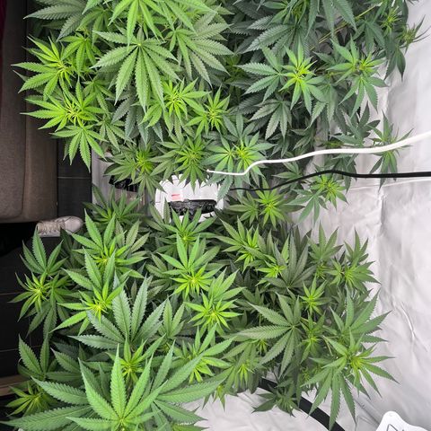 Special Kush #1 growlog timeline photo