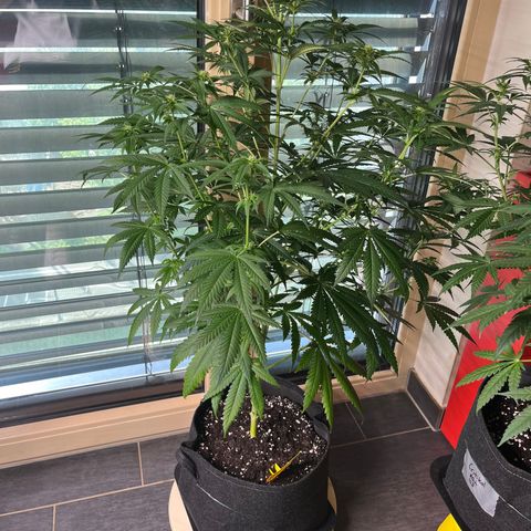 Special Kush #1 growlog timeline photo