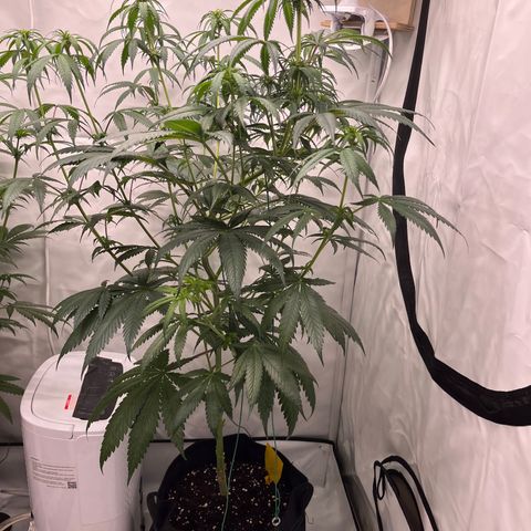 Special Kush #1 growlog timeline photo