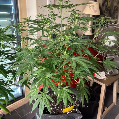 Special Kush #1 growlog timeline photo