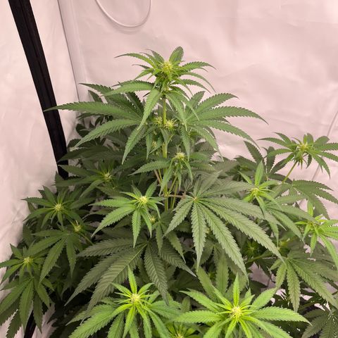 Special Kush #1 growlog timeline photo