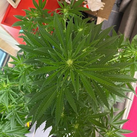 Special Kush #1 growlog timeline photo