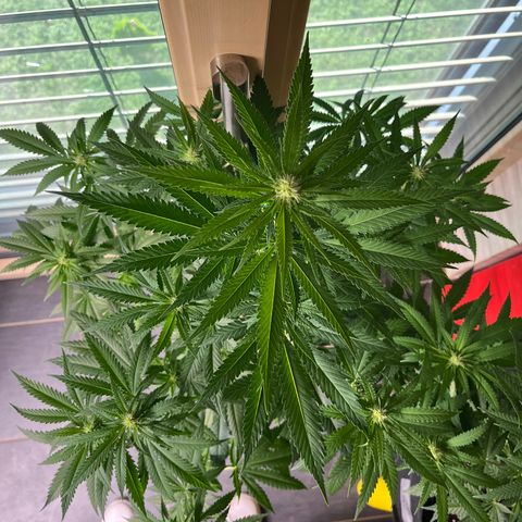 Special Kush #1 growlog timeline photo