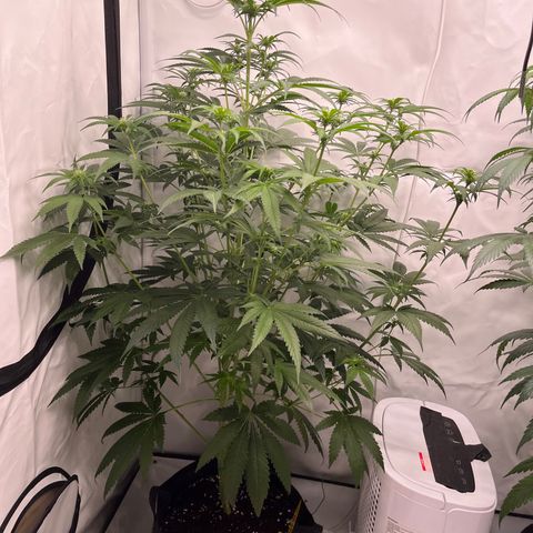 Special Kush #1 growlog timeline photo