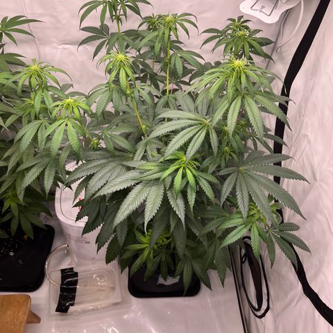 Special Kush #1 growlog timeline photo
