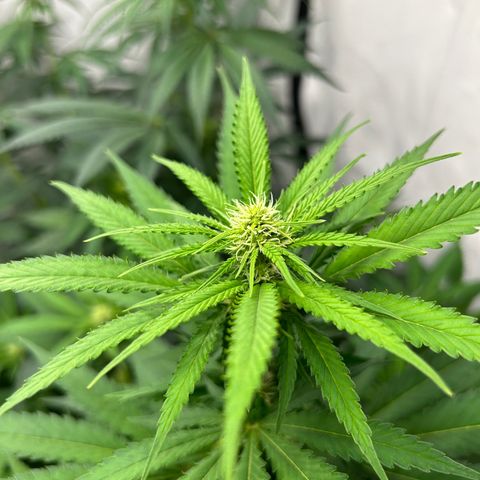 Special Kush #1 growlog timeline photo