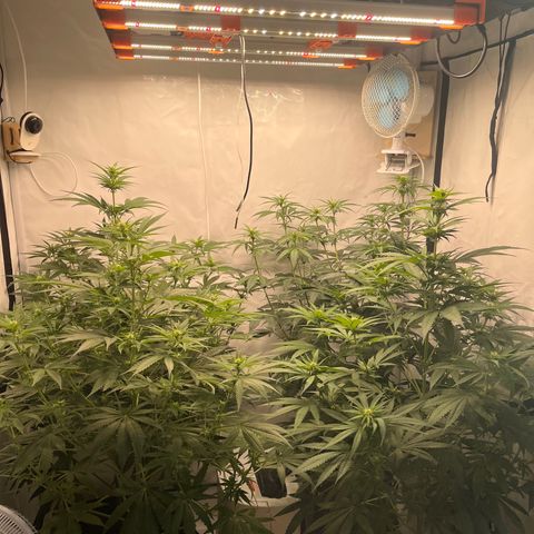 Special Kush #1 growlog timeline photo